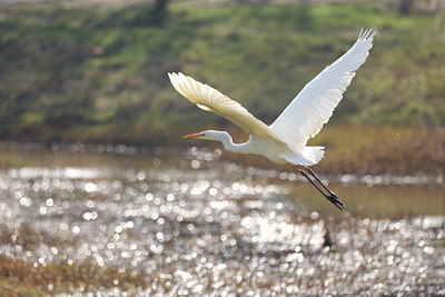 BUITEN BEELD Foto: 418389