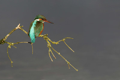 BUITEN BEELD Foto: 418395