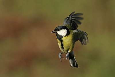 BUITEN BEELD Foto: 418406