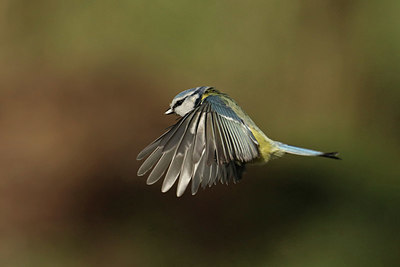 BUITEN BEELD Foto: 418407