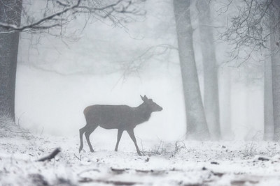 BUITEN BEELD Foto: 418412