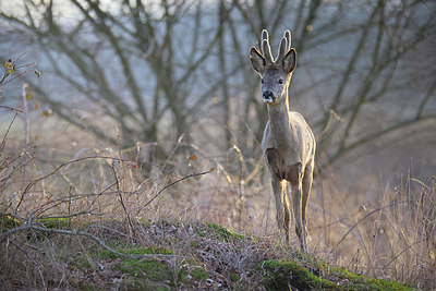 BUITEN BEELD Foto: 418415