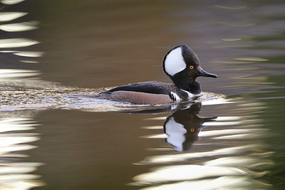 BUITEN BEELD Foto: 418424