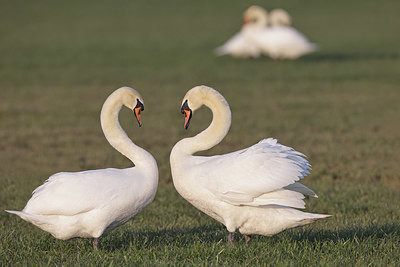 BUITEN BEELD Foto: 418430