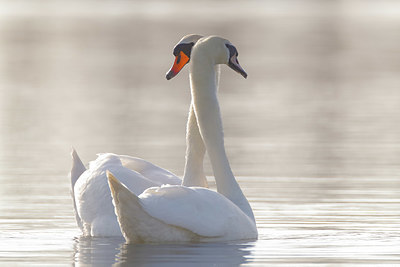 BUITEN BEELD Foto: 418432