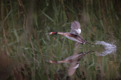 BUITEN BEELD Foto: 418437