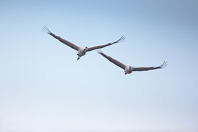 BUITEN BEELD Foto: 418446