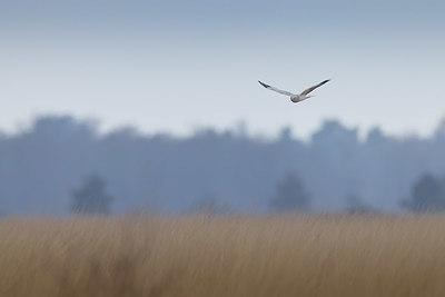 BUITEN BEELD Foto: 418453