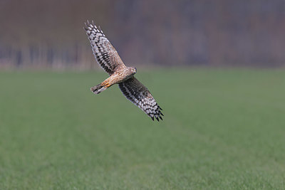 BUITEN BEELD Foto: 418454