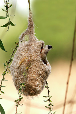 BUITEN BEELD Foto: 418469