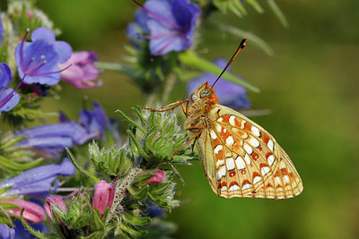 BUITEN BEELD Foto: 418470