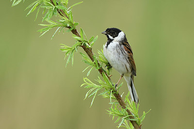 BUITEN BEELD Foto: 418485