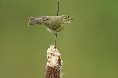 BUITEN BEELD Foto: 418489