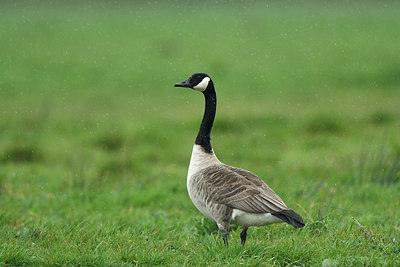 BUITEN BEELD Foto: 418493