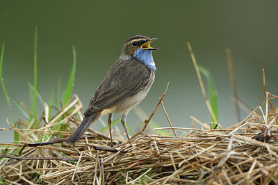 BUITEN BEELD Foto: 418498
