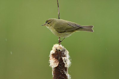 BUITEN BEELD Foto: 418502