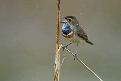 BUITEN BEELD Foto: 418503