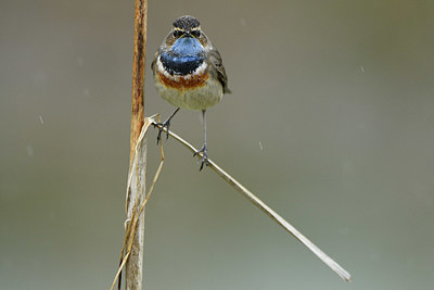 BUITEN BEELD Foto: 418510