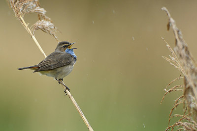 BUITEN BEELD Foto: 418511