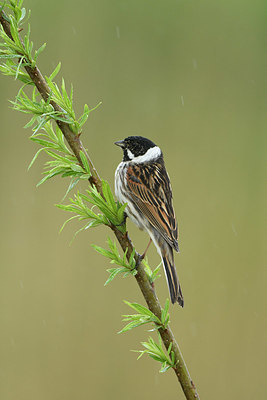 BUITEN BEELD Foto: 418512