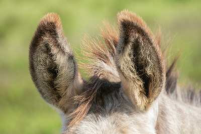 BUITEN BEELD Foto: 418518