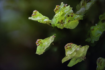 BUITEN BEELD Foto: 418531