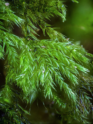 BUITEN BEELD Foto: 418538