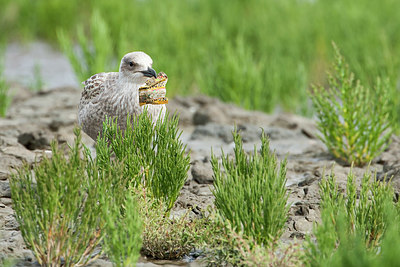 BUITEN BEELD Foto: 418626