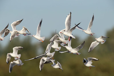 BUITEN BEELD Foto: 418627