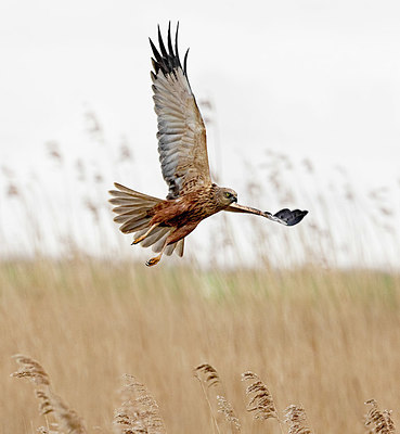 BUITEN BEELD Foto: 418629