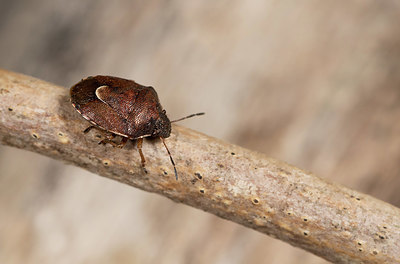 BUITEN BEELD Foto: 418654