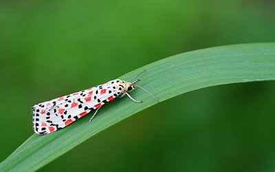 BUITEN BEELD Foto: 418662