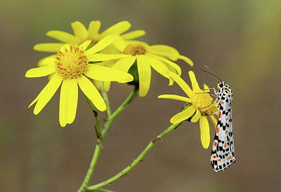 BUITEN BEELD Foto: 418663