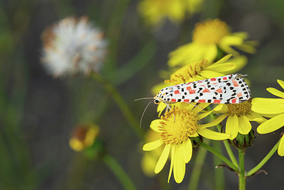 BUITEN BEELD Foto: 418664