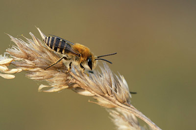 BUITEN BEELD Foto: 418671