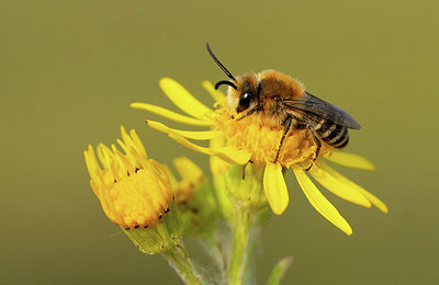 BUITEN BEELD Foto: 418672