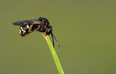 BUITEN BEELD Foto: 418677