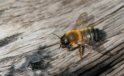 BUITEN BEELD Foto: 418682