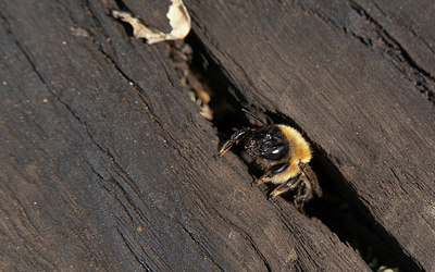 BUITEN BEELD Foto: 418685