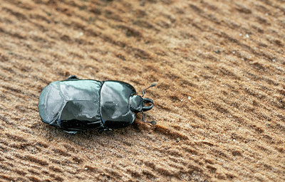 BUITEN BEELD Foto: 418696