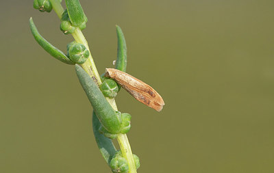 BUITEN BEELD Foto: 418698