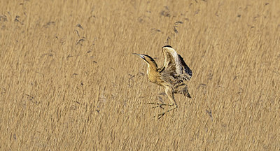 BUITEN BEELD Foto: 418708