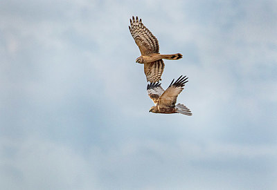 BUITEN BEELD Foto: 418710