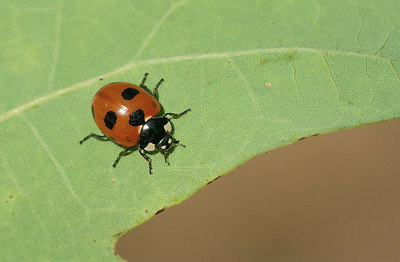 BUITEN BEELD Foto: 418721