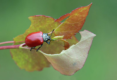 BUITEN BEELD Foto: 418723