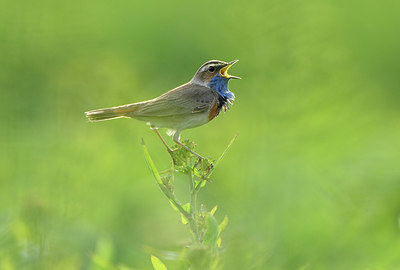 BUITEN BEELD Foto: 418727