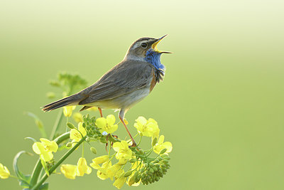 BUITEN BEELD Foto: 418732