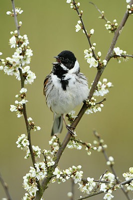 BUITEN BEELD Foto: 418736