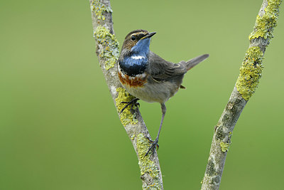 BUITEN BEELD Foto: 418738