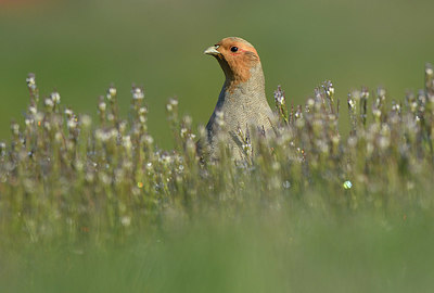 BUITEN BEELD Foto: 418741